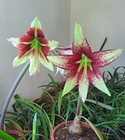 Hippeastrum  sp. nova  x Bukasovii - 10 seeds, Amaryllis