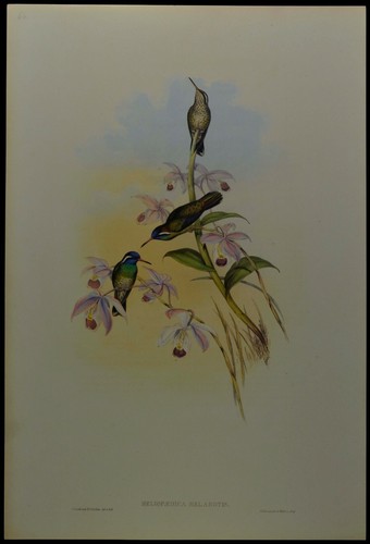 John Gould Black-eared Hummingbird British Museum Official Limited Print - Foto 1 di 2