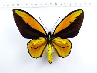 ENTOMOLOGIE SCHMETTERLING: ORNITHOPTERA CROESUS LYDIUS ♂ HALMAHERA ISL