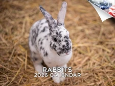 Rabbits Calendar 2026 12x18 Made in USA