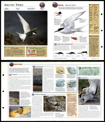 Arctic Tern #28 Birds - Wildlife Explorer Fold-Out Card