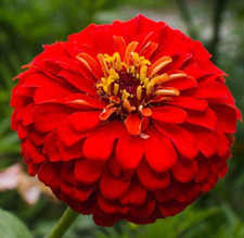 CHERRY QUEEN ZINNIA SEEDS 200 BEAUTIFUL red ANNUAL flower GARDEN butterflies