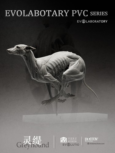 1/6 Muscle Anatomy Greyhound Model Art Medicine Teaching Model Tools Toy Gifts - Afbeelding 11 van 14