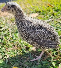 24+ Jumbo German Sparkly Coturnix Eggs