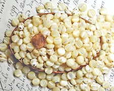 12 Vintage 1940s Mother of Pearl Buttons ~ Cat Eye Self Shank ~ almost 7/16"