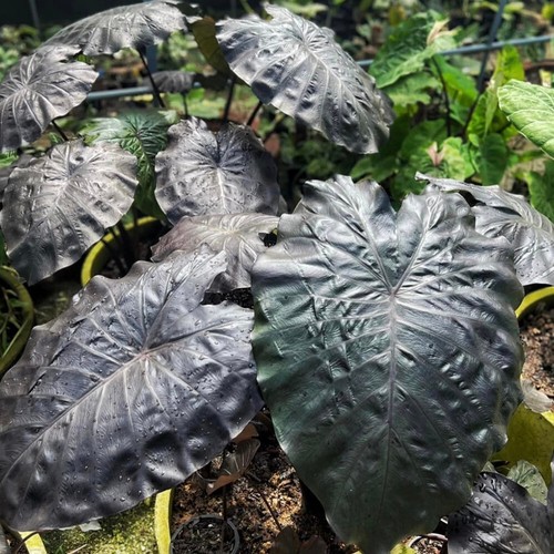 Colocasia Live Bulb Batman Tuber New Hybrid Free Phytosanitary Certificate - Picture 8 of 16