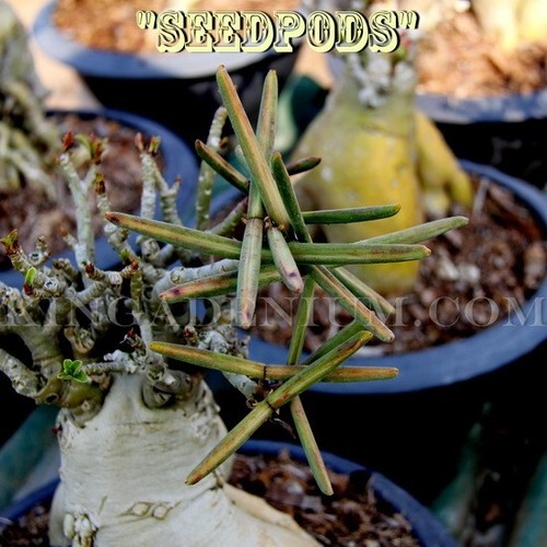 100 SEEDS ADENIUM OBESUM DESERT ROSE TRIPLE KA68 FRESH NEW HYBRID BEST SELLING - Picture 2 of 9