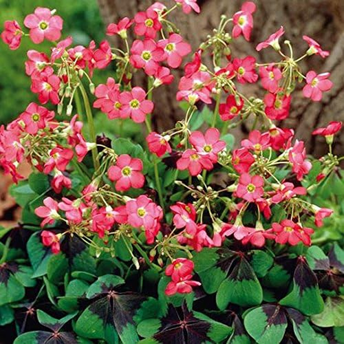 Oxalis Iron Cross Bulbs - Great in Containers, Shamrocks for Indoors or Out! (10 - Picture 10 of 12