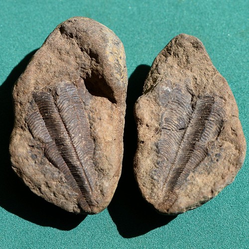 Enigmatic Fossil Antique Collectible - Rare Natural History Specimen