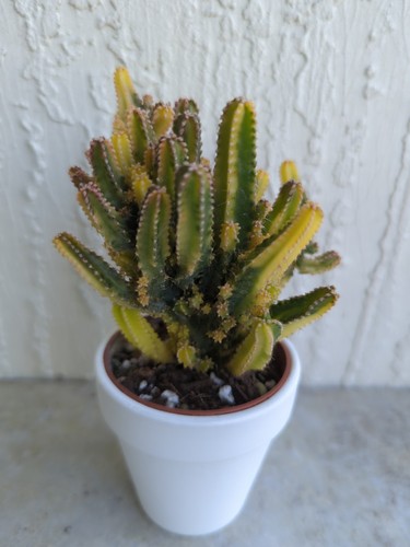 "Variegated Fairy Castle Cactus" Acanthocereus Rooted 2 Inch Pot Live Plant