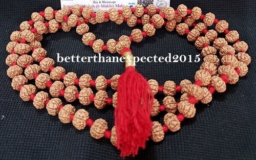 6 Mukhi Rudraksha / Seis Caras Rudraksh Mala - 109 Cuentas Talla 8 mm ~ Certificado de Laboratorio - Imagen 3 de 4