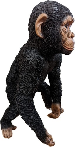 Vivid Arts Realistic Standing Baby Chimp Resin Ornament, XRL-CHM4-B, 31cm - Picture 4 of 4