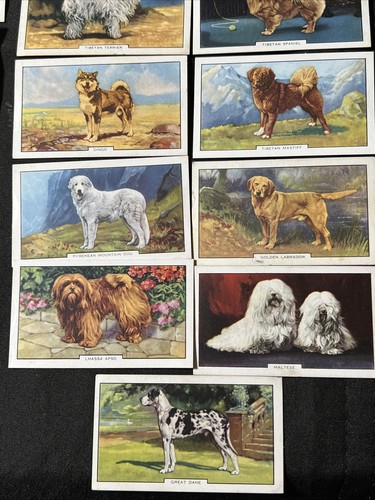 Set of 48 CIGARETTE CARDS Gallagher Ltd DOGS Bulldog PUG Dachshund MALTESE Boxer - Picture 6 of 14