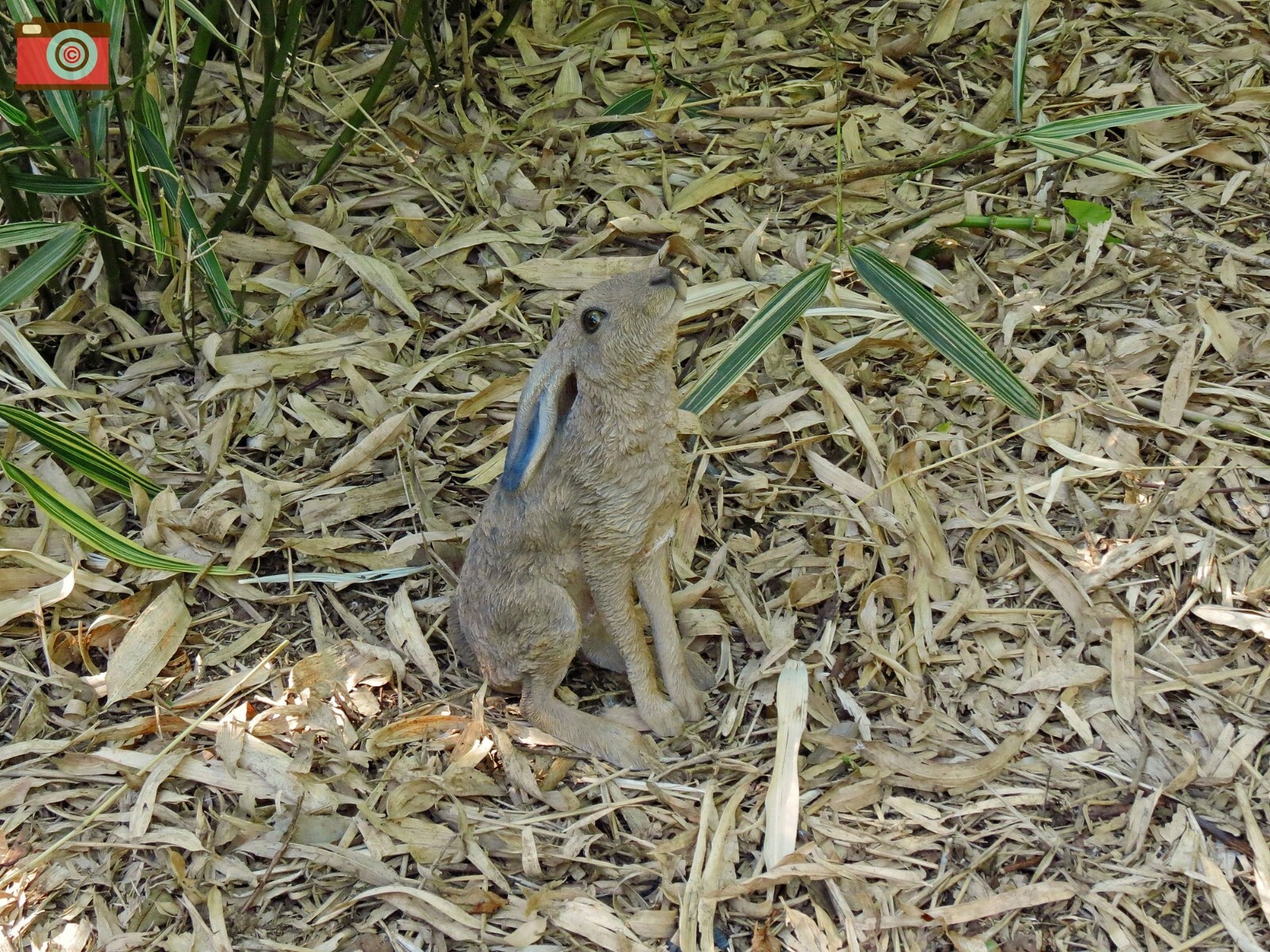 Picture 5 of 12