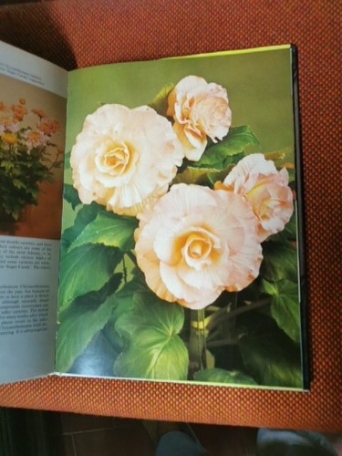 Indoor Plants Lovell B. 150 colour ill. 1973 S2 ° - Imagen 3 de 6