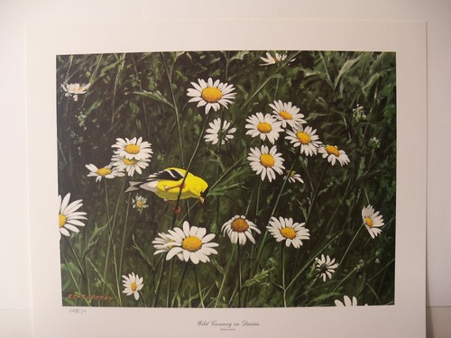 Limited Edition 1973 Signed Print "Wild Canary In Daisies" by Don Eckelberry - Picture 10 of 12