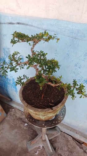 Black Olive Tree Bonsai Tree Bucida Spinosa Actually Plants Rare Bonsai - Picture 5 of 6