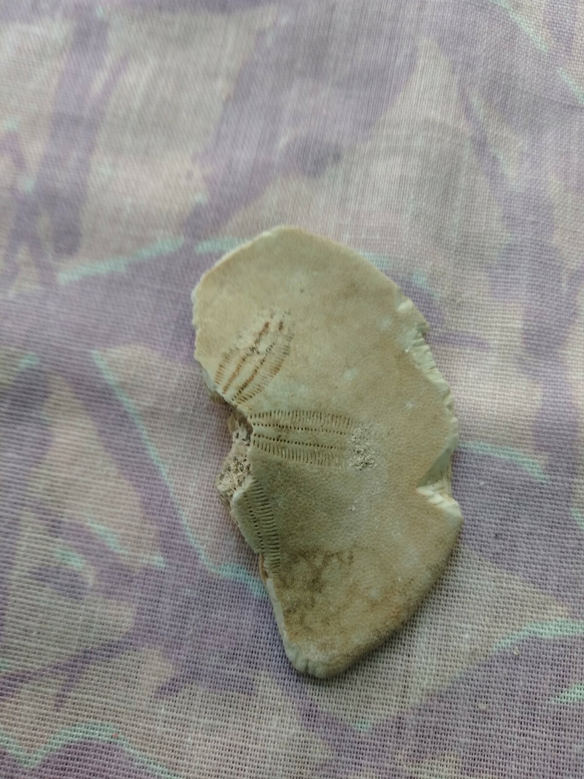 Picture 2 of 11