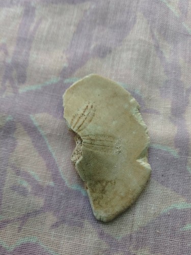 S49 FOSSILIZED Sand Dollar 50 mm Echinoid Sea Urchin Echinoderm Class Echinoidea - Picture 2 of 11