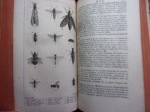 Histoire Naturelle par une Société de Naturalistes. M. Gravures. An XI. - Picture 7 of 11