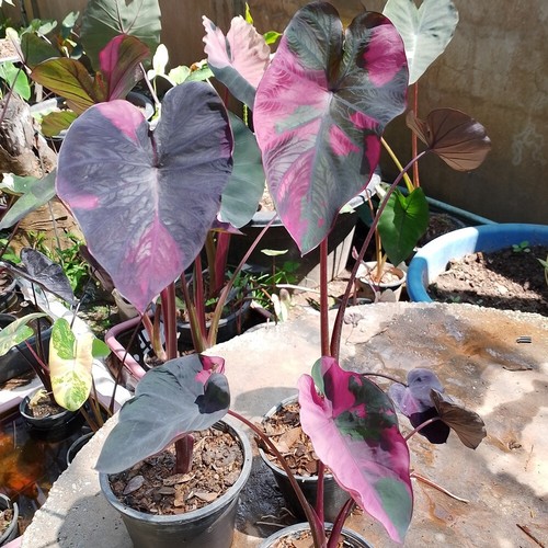 Colocasia Bombilla Viva Lansaka Negro Rojo Nuevo Híbrido Libre Certificado Fitosanitario - Imagen 24 de 24