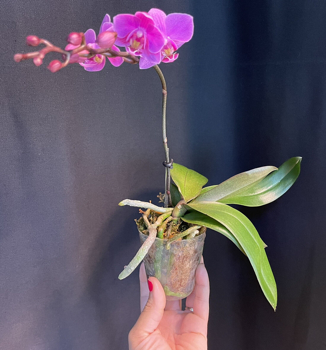 Phalaenopsis Orchid NOID ✨ Magenta/ Hot Pink 🍃 petite blooms NOT IN SPIKE - Picture 14 of 19