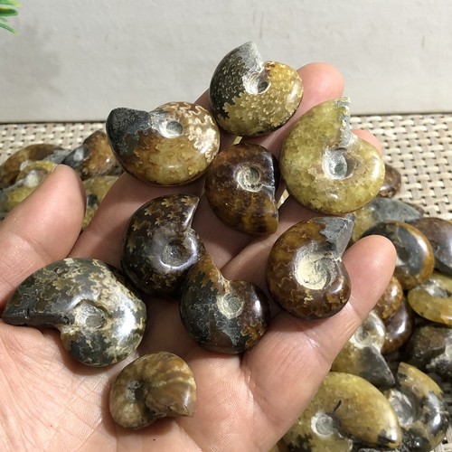 50pc PRETTY NATURAL Jade Pattern Ammonite FROM Madagascar - Picture 5 of 10