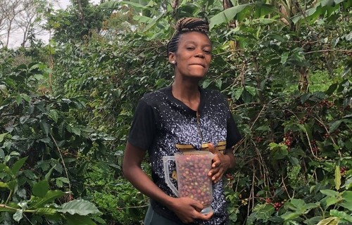 Tanzanian Kilimanjaro Yetu Tamu Peaberry Medium Roast Whole Bean Great African - Picture 2 of 6