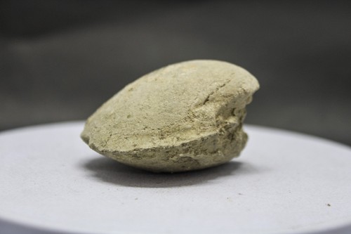 68 GR  Natural Bivalvia Clam Rough Pelecypoda Fossil Sea Shell , Indonesia - Picture 7 of 8