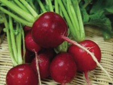 Crimson Giant Radish Seed - Spring Radishes Garden Vegetable Seeds  oz to 1oz 