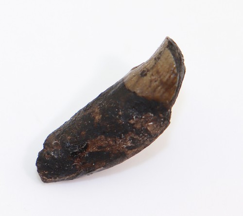 Zahn, Amphicyon sp., Tertiär, Miozän, Gracanice, Bosnien-Herzogowina -L373 - Bild 2 von 6