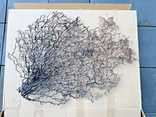 Gro&szlig;e schwarze Gorgonie F&auml;cherkoralle 74 &times; 53 cm Naturdeko Rarit&auml;t
