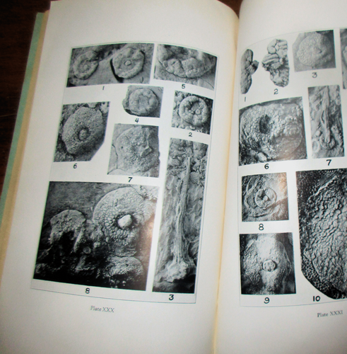 GEOLOGY PALEONTOLOGY FOSSIL CRINOIDS (3) REPORTS 1929 AMER. MIDLAND NATURALIST - Picture 4 of 5