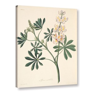 Margaret-mRoscoe-039-s-039-Changeable-Flowered-Lupin-039-Gallery-Wrapped-Canvas