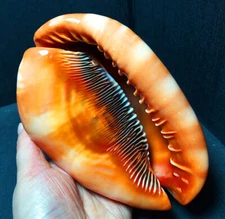 TOP 497.6G Beautiful Polished Wanbao Snail Spiritual Healing Madagascar A2231