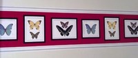 Butterfly Collection Wallpaper Border, New, Free Shipping on sale Butterfly Collection Wallpaper Border, New, Free Shipping on sale