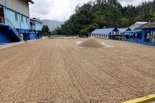 100% JAMAICAN BLUE MOUNTAIN & KONA COFFEE BEANS DARK ROASTED 1 POUND EACH - Picture 17 of 21
