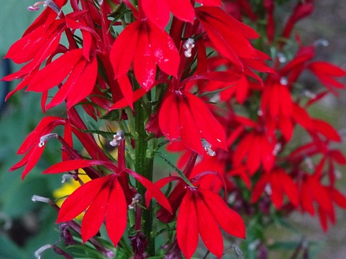 Cardinal Flower Lobelia Cardinalis Native for Hummingbirds 2000 seeds from 2024 - Picture 3 of 13