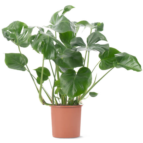 Swiss Cheese Plant Monstera Deliciosa House Plants Evergreen Indoor Plant in Pot - Picture 17 of 20