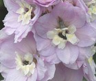 DELPHINIUM GUINEVERE Delphinium Cultorum - 50 Bulk Seeds