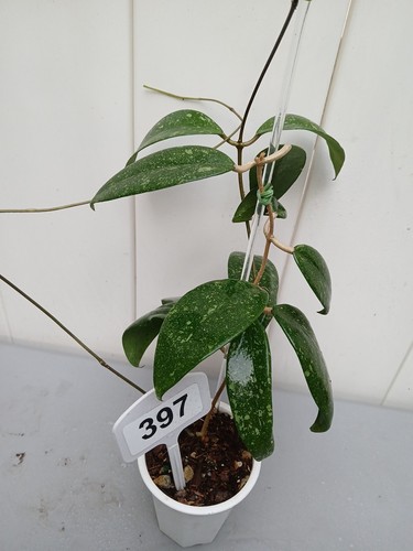 #397- HOYA VIETNAM SPLASH LIVE PLANT LARGE LEAF - Picture 24 of 24