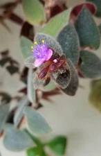 Teddy Bear Vine – Cyanotis kewensis – 5 Cuttings