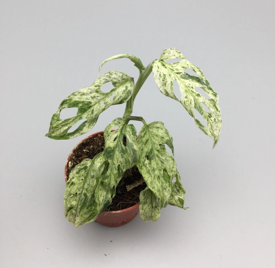 Plantes de troncos Monstera Adansonii Frozen Pecas variegata - Imagen 3 de 4