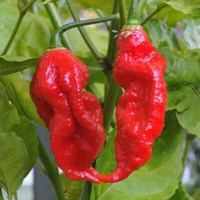 100 Ghost Pepper Seeds Bhut Jolokia World Record Hot Peppers Vegetable Seed