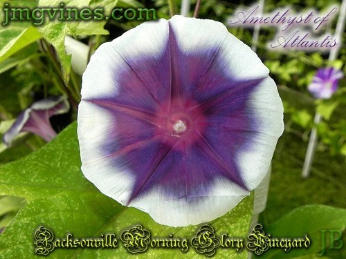 Amethyst von Atlantis Japanese Morning Glory 6 Stck. - Bild 1 von 6