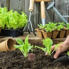 40Pcs Starter Soilless Cultivation Hydroponics Growing Media Cubes Starter