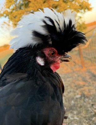 6+ Chicken hatching eggs