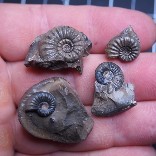 4pcs 32g Pleuroceras Ammonite Germany Fossils lot Mollusk 1476 - Imagen 4 de 12