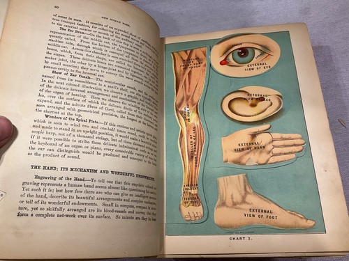 BIBLIOTHEK DER GESUNDHEIT 1916 Haus- und Pflanzenheilmittel medizinische Farbplatten Sexologie G - Bild 14 von 15