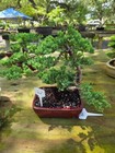 13Yrs Old juniper Bonsai Tree